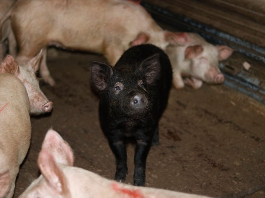  Разведение свиней вновь разрешено в Чите 